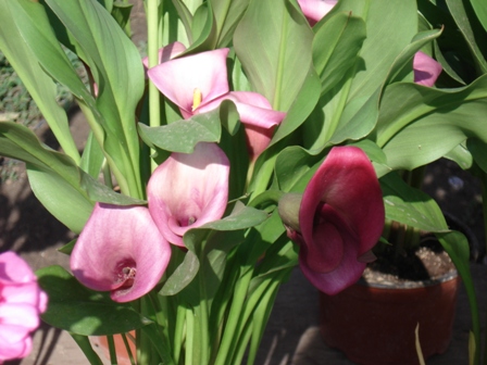  (Zantedeschia), , 