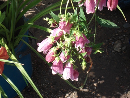   (Digitalis purpurea)