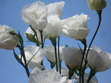   (Eustoma grandiflorum),    (Lisianthus Russellianus),  ,  