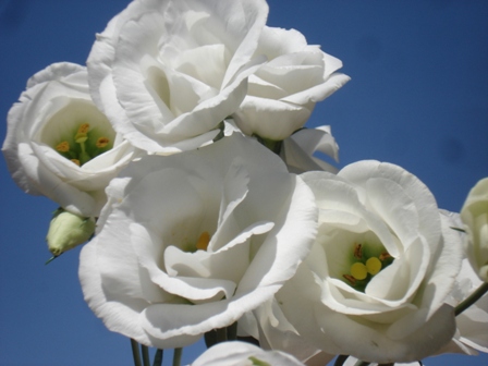   (Eustoma grandiflorum),    (Lisianthus Russellianus),  ,  