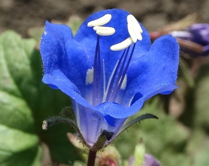    (Phacelia campanularia)