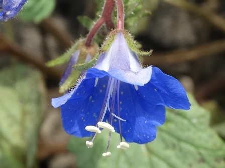    (Phacelia campanularia)