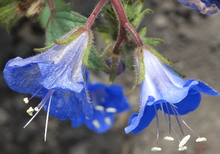    (Phacelia campanularia)