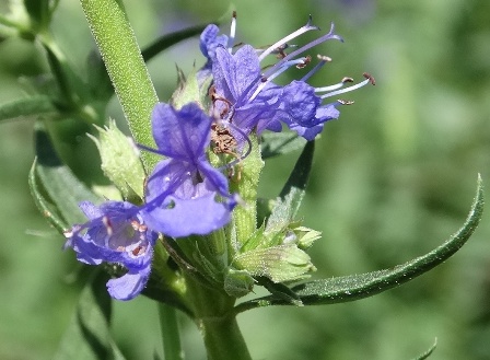   (Hyssopus officinalis)