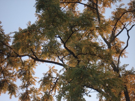   (Acacia alba L),   (Robinia pseudoacacia L.).