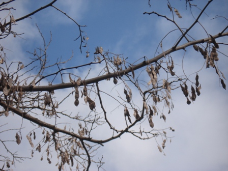   (Acacia alba L),   (Robinia pseudoacacia L.).