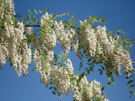   (Acacia alba L),   (Robinia pseudoacacia L.).