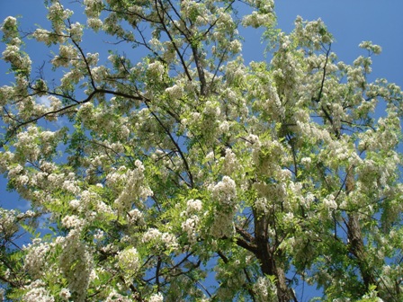   (Acacia alba L),   (Robinia pseudoacacia L.).