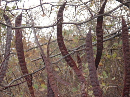  ,   (Gleditschia triacanthus),  ..