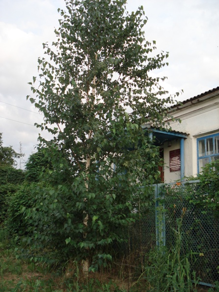   (Betula pendula),  ..