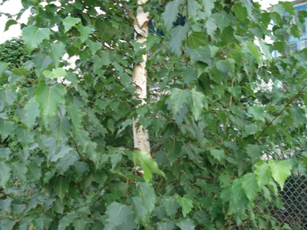   (Betula pendula),  ..