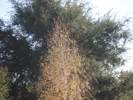   (Betula pendula),  ..