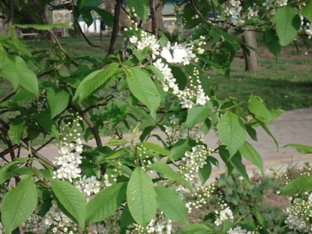   (Prunus padus  Padus avium),  , ..