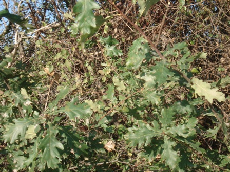   (Quercus pedunculata),    (Quercus robur),   ,   .