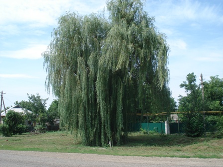   (Salix Caprea Pendula),  , , , ..