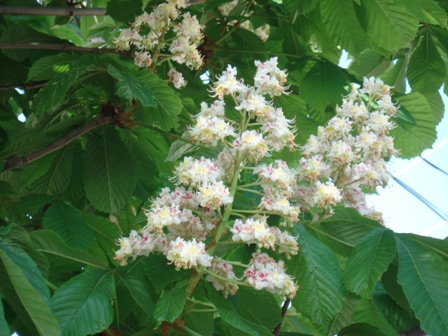    (Aesculus hippocastanum L.), ,  ,  ,   (Aesculus hippocastanum)..