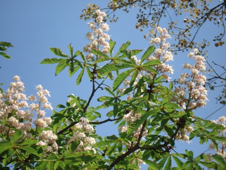    (Aesculus hippocastanum L.), ,  ,  ,   (Aesculus hippocastanum)..