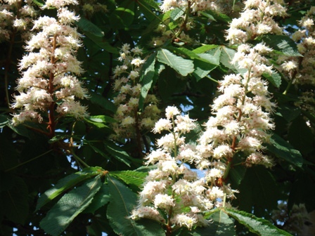    (Aesculus hippocastanum L.), ,  ,  ,   (Aesculus hippocastanum)..