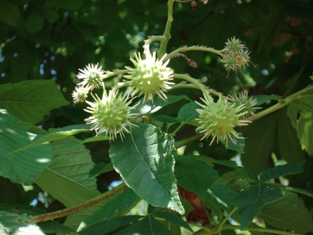    (Aesculus hippocastanum L.), ,  ,  ,   (Aesculus hippocastanum)..