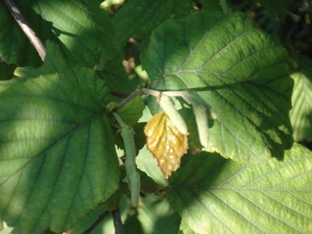   (Corylus avellana), ,  ,  ..