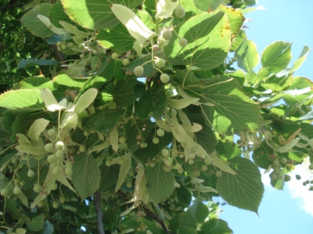   ( ) (Tilia cordata)..