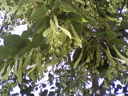   ( ) (Tilia cordata)..