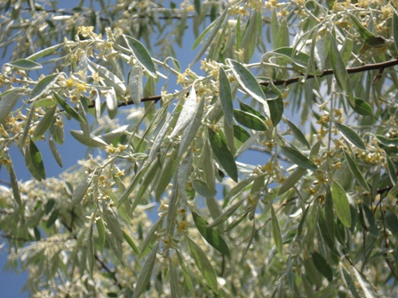   (Elaeagnus angustifolia),  .