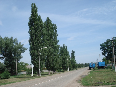   (Populus pyramidalis)..