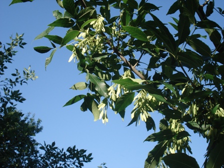   (Fraxinus excelsior L.)..