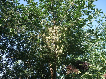   (Fraxinus excelsior L.)..