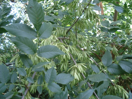   (Fraxinus excelsior L.)..