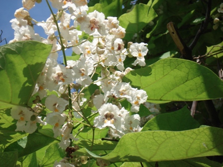   (atalpa bignonioides),   (catalpa ovata),  ,  ..