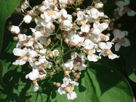   (atalpa bignonioides),   (catalpa ovata),  ,  ..