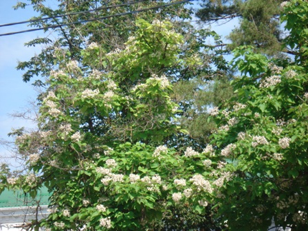   (atalpa bignonioides),   (catalpa ovata),  ,  ..