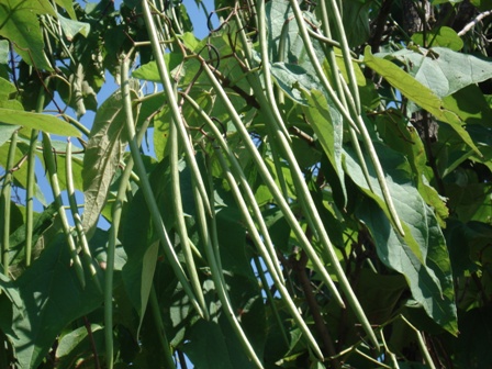   (atalpa bignonioides),   (catalpa ovata),  ,  ..