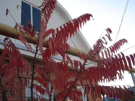   (Rhus coriaria).