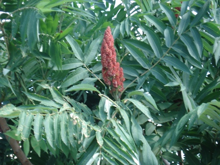   (Rhus coriaria).