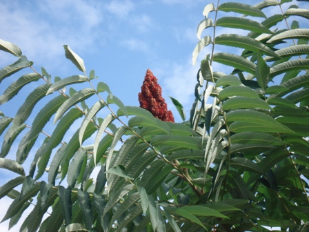   (Rhus coriaria).