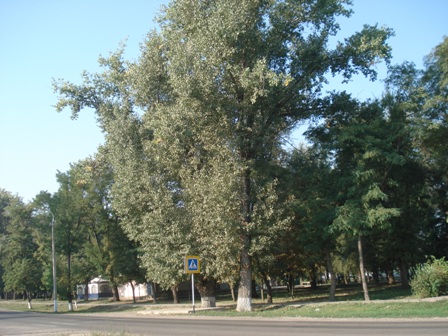   (Populus Canadensis).