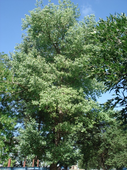   (Populus Canadensis).