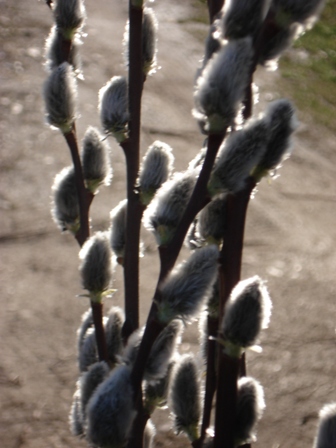   (Salix caprea), , .