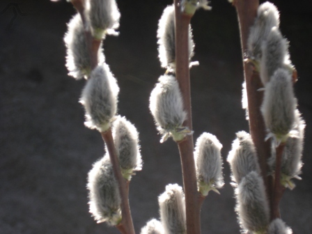   (Salix caprea), , .