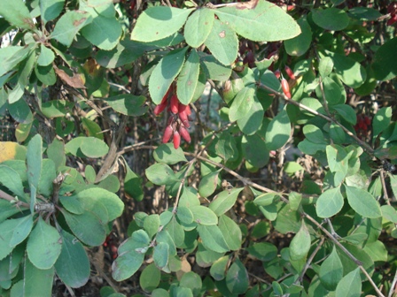   (Berberis vulgaris), ,  .