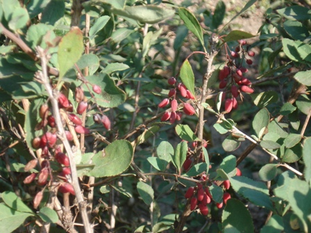   (Berberis vulgaris), ,  .