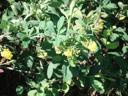   (Berberis vulgaris), ,  .