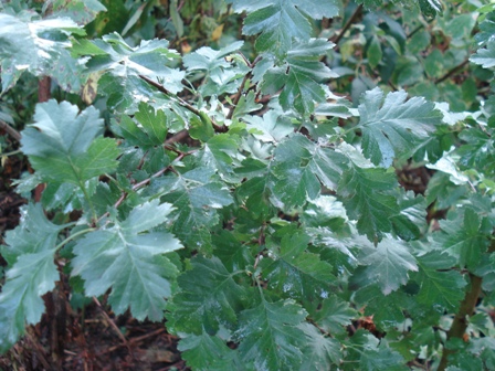  - (Crataegus sanguinea),  -.
