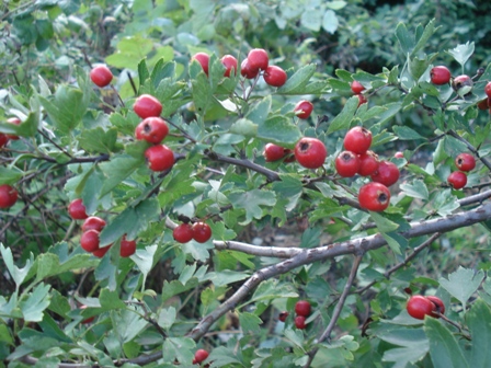  - (Crataegus sanguinea),  -.