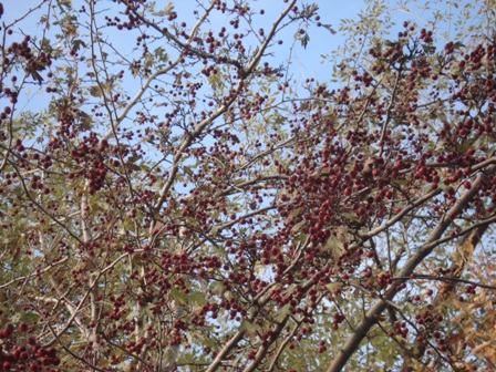 - (Crataegus sanguinea),  -.