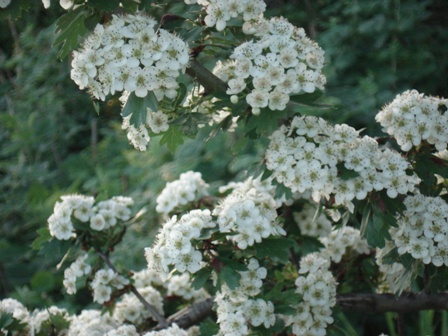  - (Crataegus sanguinea),  -.