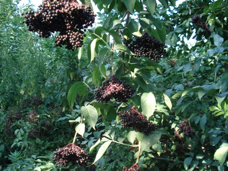   (Sambucus nigra L.).